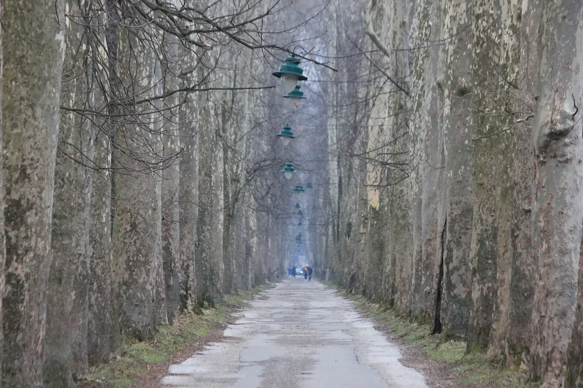 The Velika aleja in Ilidža, a long straight path lined with tall plane trees and old green lamps